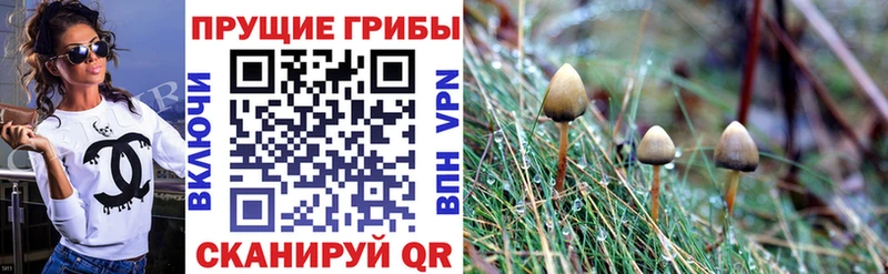 omg ТОР  Новотитаровская  Псилоцибиновые грибы Cubensis 